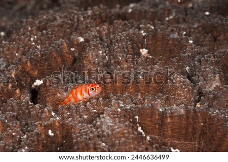 A picture of a clown pygmy Goby on coral