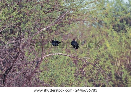 beautiful photograph black Ibis heron crane bird sanctuary wilderness tree branches perch natural scenery migratory birds wallpaper background india tamilnadu tourism green leaves isolated habitat 