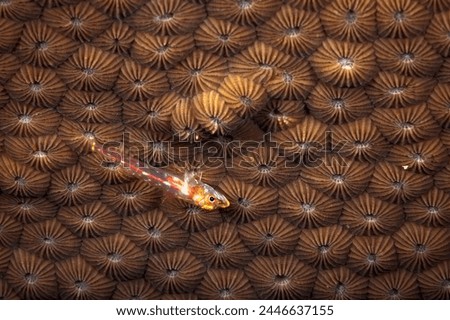 A picture of a slender sponge goby on a coral