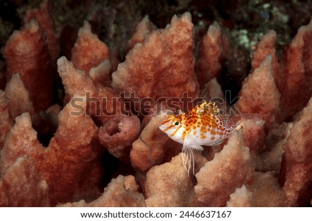 A picture of an hawkfish on the coral