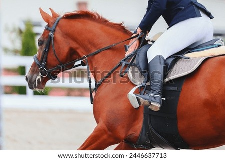 Pat the horse after the finish line. Carres the horse for completing the course. Riders hand close-up. Show Jumping Royalty-Free Stock Photo #2446637713