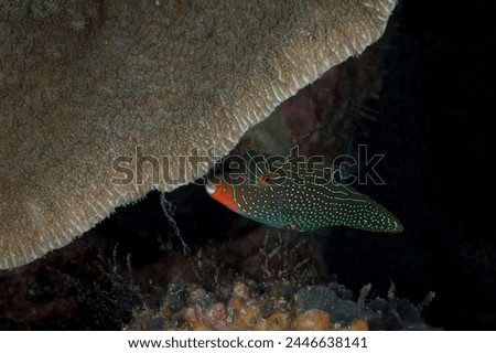 A picture of an orangestriped triggerfish in the coral reef