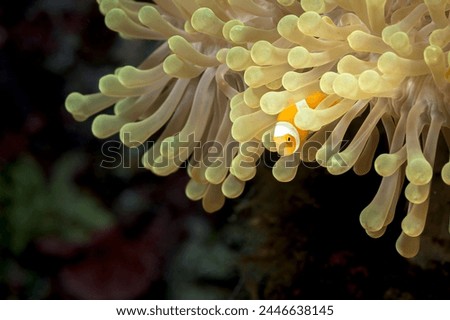 A picture of a beautiful anemone and it's Clown fish