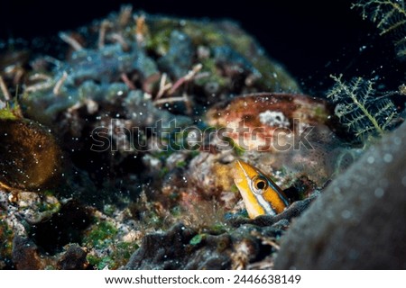 A beautiful picture of a tiny blenny coming out of its lair