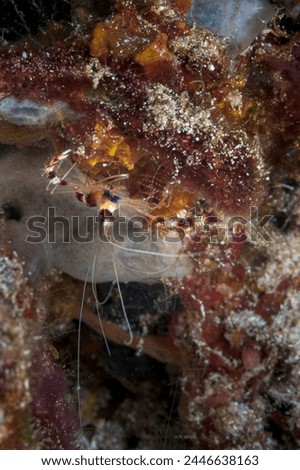 A picture of a beautiful banded coral shrimp