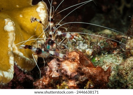 A picture of a beautiful banded coral shrimp