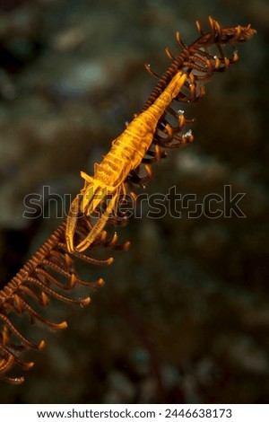 A picture of a beautiful Feather star shrimp