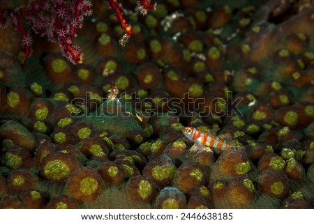 A picture of a clown pygmy Goby on coral