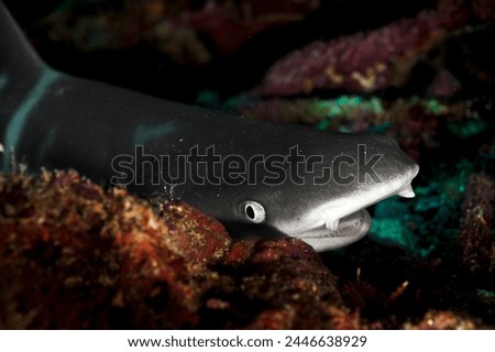 A picture of a reef whitetip shark resting in the coral reef