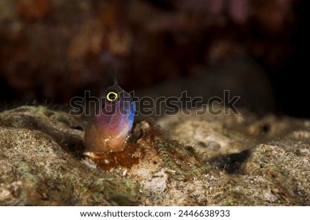 A beautiful picture of a yellow eyed combtooth blenny