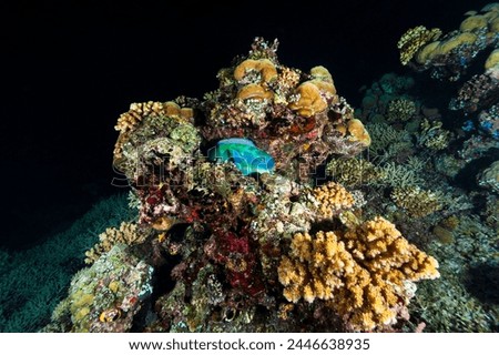 A picture of a parrot fish sleeping in the coral
