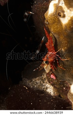 A picture of a beautiful Hingebeak Shrimp