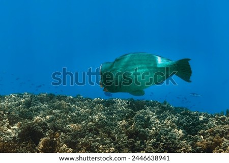 A picture of a bump head parrot fish swimming on the reef
