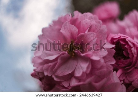 Macro view of the cherry tree blossom in spring