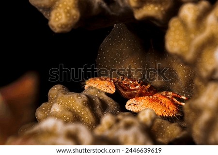 A picture of a beautiful squat lobster in the coral