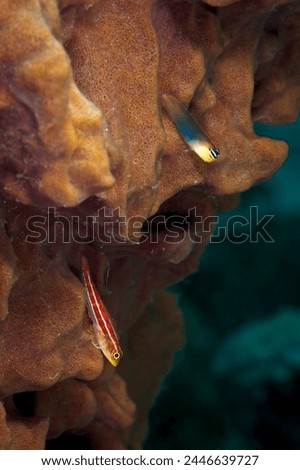 A beautiful picture of a tiny white lined combtooth blenny