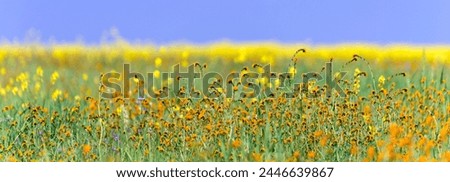 Blooming Beauty: Captivating 4K Ultra HD Picture of Early Spring Blossom Field in Arvin, California Royalty-Free Stock Photo #2446639867