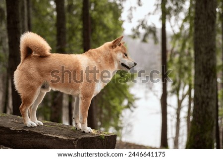 Red shiba inu dogis is standing on the hill in the forest Royalty-Free Stock Photo #2446641175