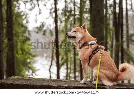 Red shiba inu dogis is sitting on the hill in the forest Royalty-Free Stock Photo #2446641179