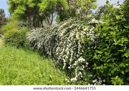 Bridal wreath (Spiraea 'Arguta') in the hedge of a garden in spring time Royalty-Free Stock Photo #2446641755
