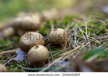 Autumn mushroom in the forest, close up, natural, stock photography