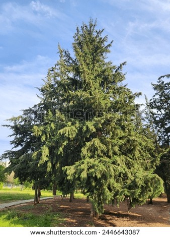 Mediterranean cypress (Cupressus sempervirens) in a city park Royalty-Free Stock Photo #2446643087