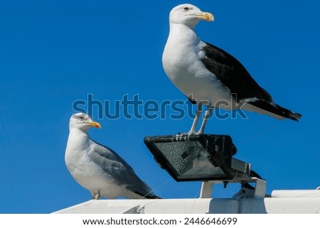 Posing Seagulls front of a Blue Sky on a fishing boat. I took this picture very close to this seagulls and they are'nt is not afraid of anyone here, just standing here, just like a birds models.