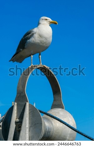 Posing Seagull front of a Blue Sky on a fishing boat. I took this picture very close to this seagull and he is not afraid of anyone here, just standing here, just like a bird model.