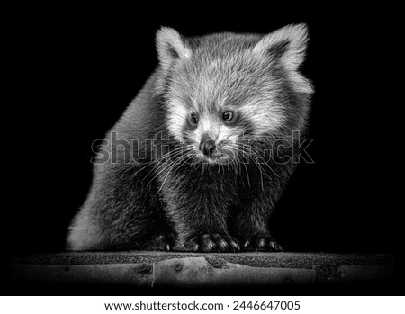 Baby red panda in black and white on a black background