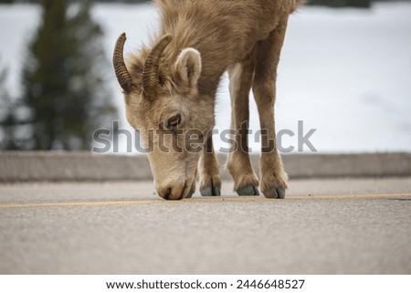 Canadian Rockies, Mountain Sheep, Wildlife Photography, Portrait, Animal, Rocky Mountains, Nature, Wildlife, Canada, Sheep, Wild, Rocky, Alberta, British Columbia, Natural, Horns, Fur, Mammal, Hooves
