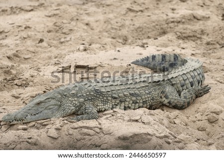 The Nile crocodile (Crocodylus niloticus cowiei ) is a large crocodilian native to freshwater habitats in Africa. This photo was taken in South Africa. Royalty-Free Stock Photo #2446650597