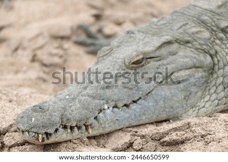The Nile crocodile (Crocodylus niloticus cowiei ) is a large crocodilian native to freshwater habitats in Africa. This photo was taken in South Africa. Royalty-Free Stock Photo #2446650599