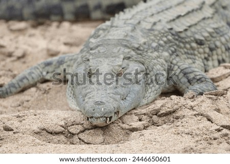 The Nile crocodile (Crocodylus niloticus cowiei ) is a large crocodilian native to freshwater habitats in Africa. This photo was taken in South Africa. Royalty-Free Stock Photo #2446650601