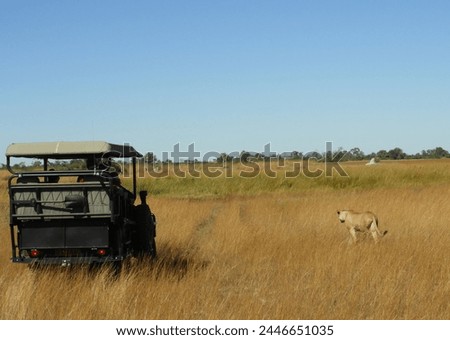 Lioness hunting in the Okavango Delta of Botswana Royalty-Free Stock Photo #2446651035