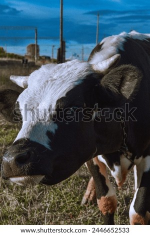 Cows in the pasture are a living picture of calm and harmony with nature: shiny fur, peaceful look.