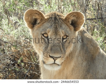 Lioness stare in the Okavango Delta of Botswana