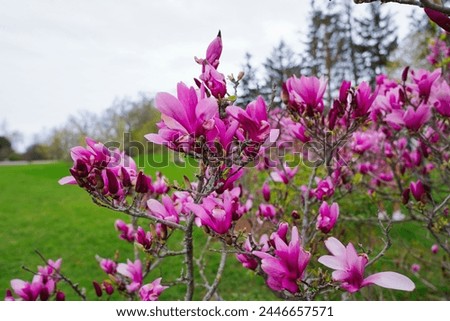 Close up of deep Pink Magnolia flowers in full bloom at the beginning of Spring in early May at the Dominion Arboretum Gardens in Ottawa,Ontario,Canada