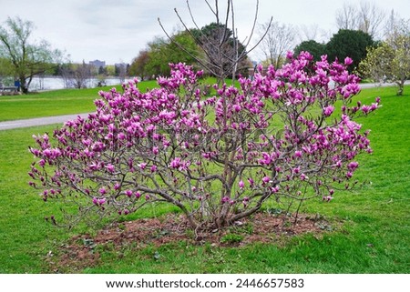 Magnolia trees with deep pink blooms in early spring amidst meadows with fresh green grass at the Dominion Arboretum Gardens in Ottawa,Ontario,Canada