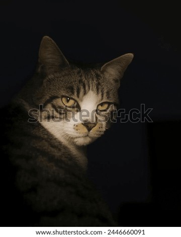 Mysterious Cat in Shadows feline in gaze