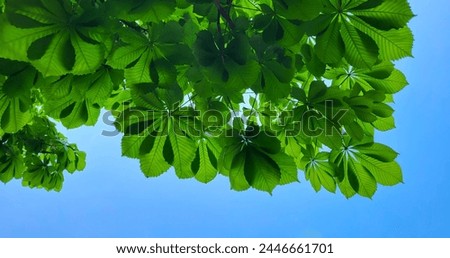 A view from below of the fresh green leaves of a young chestnut tree. Spring green background of chestnut leaves and blue sky