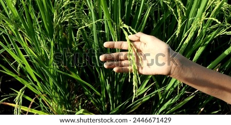 Rice seeds in hand on green rice leaf background.