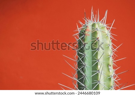 Cacti, sometimes underappreciated, contribute to nature and life on the planet.
