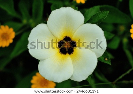 Close up five petal white and yellow flower