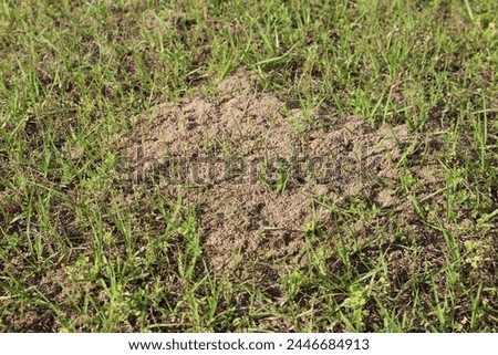 Picture of nature, ant pile, sand pile, grass, plants, greenery, background picture, nature project.