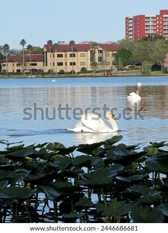 A nature Picture of a white swan at Lake Morton in Lakeland, Florida.