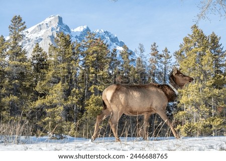 Portrait of an Elk in Banff National Park, Alberta, Canada, Canadian Rockies, Winter Wildlife, Elk Herd, Winter Scene, Cascade Mountain, Snow-Covered Peaks, Wildlife Photography, 