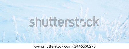 Plants in the tundra in the Arctic are covered with hoar frost. Snow and rime ice on the branches of bushes. Twigs covered with hoarfrost. Cold snowy winter weather. Wide panoramic light background. Royalty-Free Stock Photo #2446690273