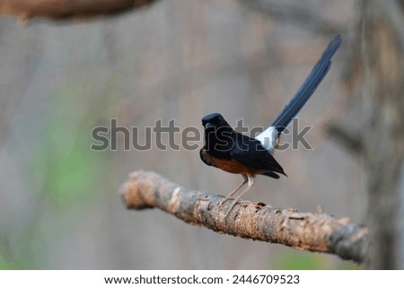 White Rumped Shamabird standing on a cute furry branch of Thailand