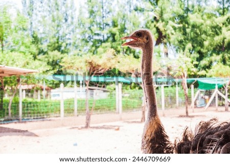Close-up of an ostrich head on an ostrich farm