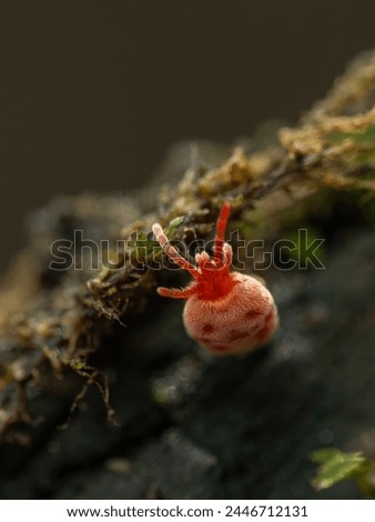 Close-up of a brightly colored red velvet mite, Trombidiidae species, crawling on some rotten wood in the Boundary Bay salt marsh Royalty-Free Stock Photo #2446712131
